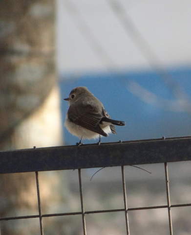 DSC01556.jpg