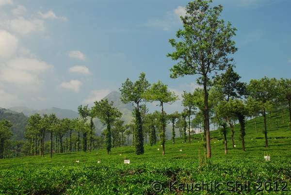Name:  DSC_0329.jpg
Views: 1570
Size:  39.4 KB