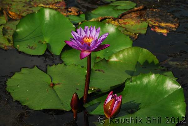 Name:  DSC_0377.jpg
Views: 1546
Size:  28.3 KB