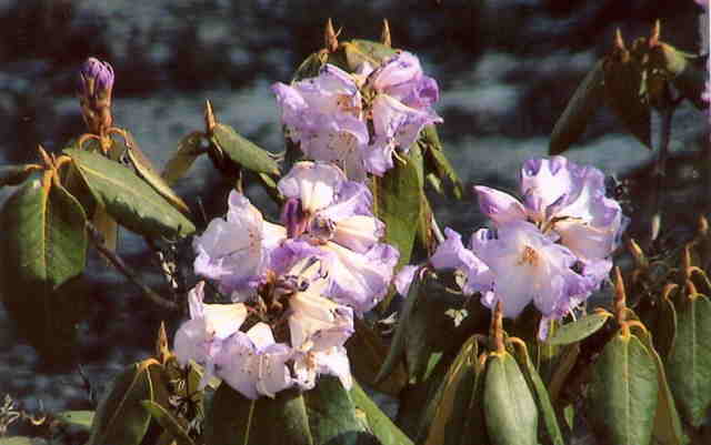 Rhodedendron flowers.jpg