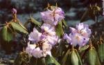 niti-mana-and-darma-valley-photos-and-info-rhodedendron-flowers.jpg