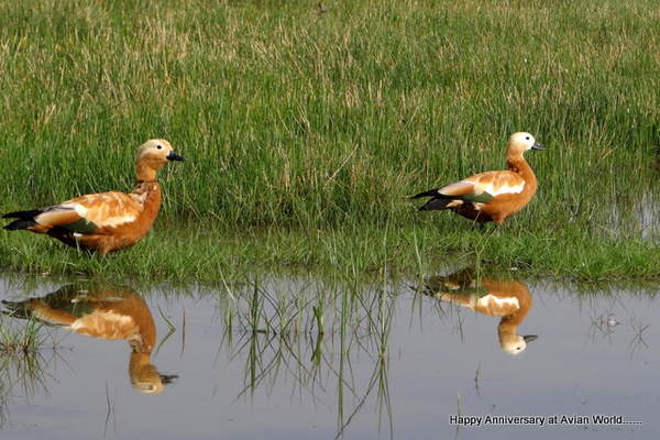 Ruddy Shelduck.jpg