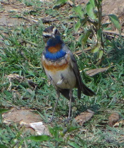 Bluethroat.jpg