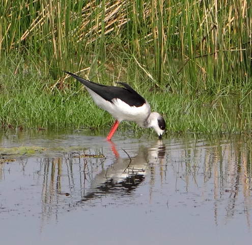 Black-winged stilt.jpg