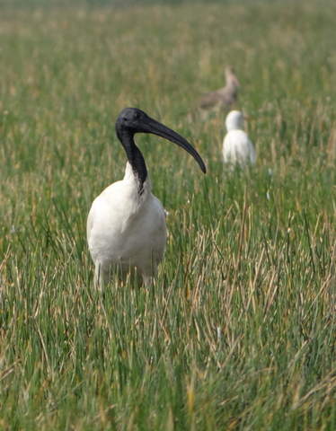Black headed Ibis.jpg