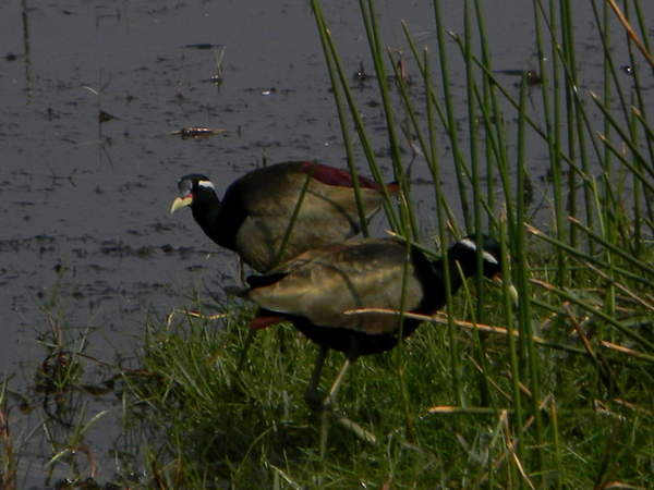 Bronze winged Jacana.jpg