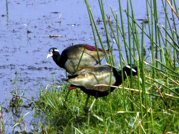 Bronze winged Jacana.jpg