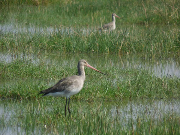 Mangalajodi - a pair of Godwits.jpg