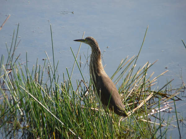 Mangalajodi - another bird.jpg