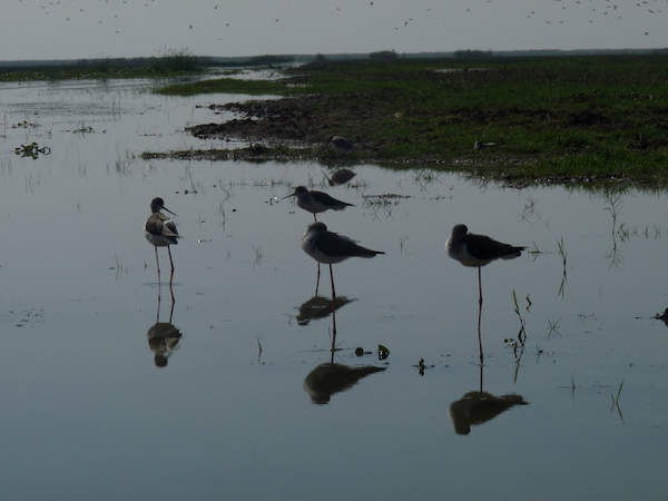 Mangalajodi - first view of birds.jpg