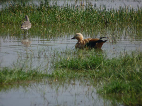Mangalajodi - Whistling Duck on the water.jpg