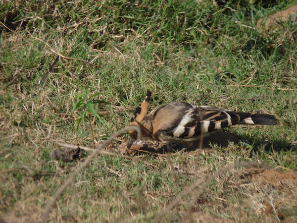 Mangalajodi - bird.jpg