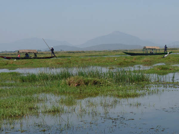 Mangalajodi - birding trips.jpg