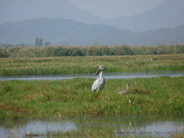 Mangalajodi - unusual bird.jpg