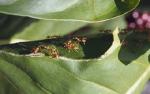 ants-ants-01-smaller.jpg