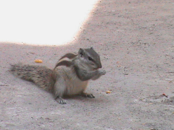 DSC00838.jpg