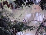 bharatpur-bird-sanctuary-bharatpur-snake-bird.jpg