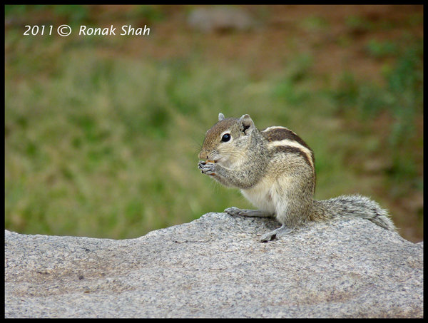 Squirrel.jpg