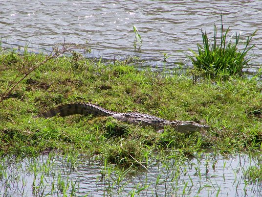 dandeli croc.jpg