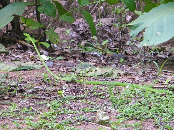 dandeli watersnake.jpg