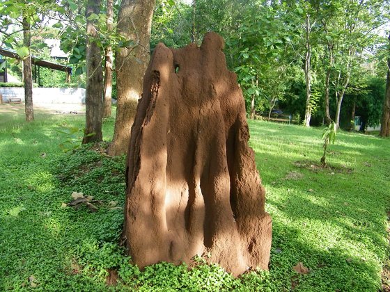 dandeli ant hill.jpg