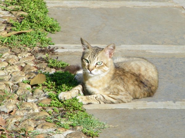 dandeli cat.jpg