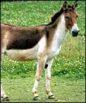 manali-leh-mega-post-_38744233_kiang_150_moehlman.jpg