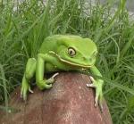 so-new-and-clueless-green-20frog.jpg