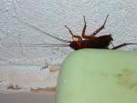 cockroaches-is-this-true-bigone.jpg