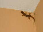 cockroaches-is-this-true-gecko1.jpg