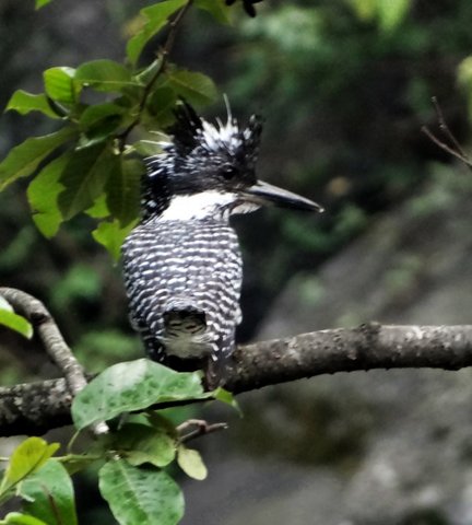 crested KF.jpg