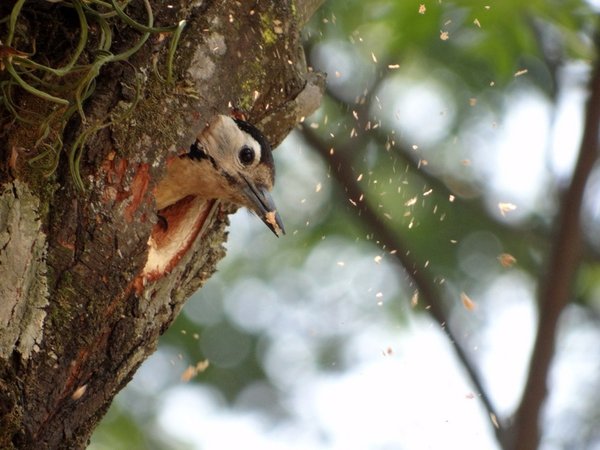 woodpecker cleaning its nest.jpg