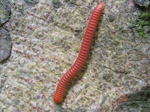 red insect.jpg