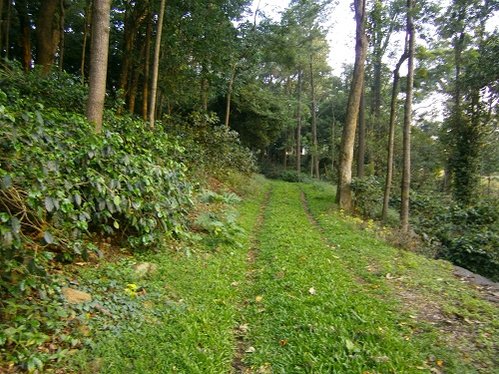 yercaud trails.jpg