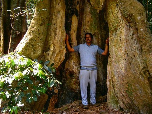yetcaud tree.jpg