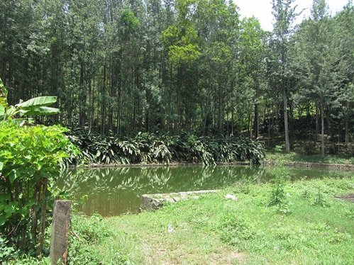 yercaud view.jpg