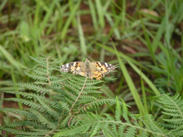 P1010829-1.jpg