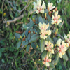 rhodo a.jpg
