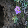 flower a.jpg