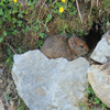 hare mouse a.jpg