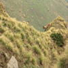 tahr a.jpg