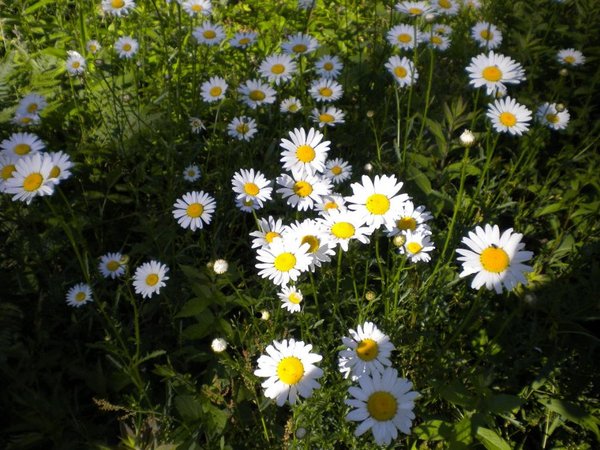 Daisies.jpg