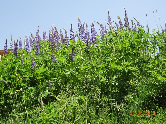 gulmarg flower.jpg