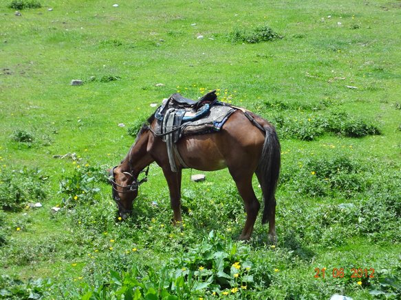 GULMARG HORSE.jpg