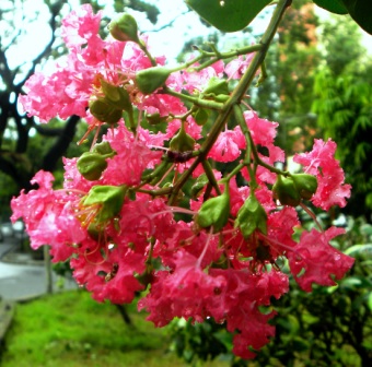 Macro Shot.JPG