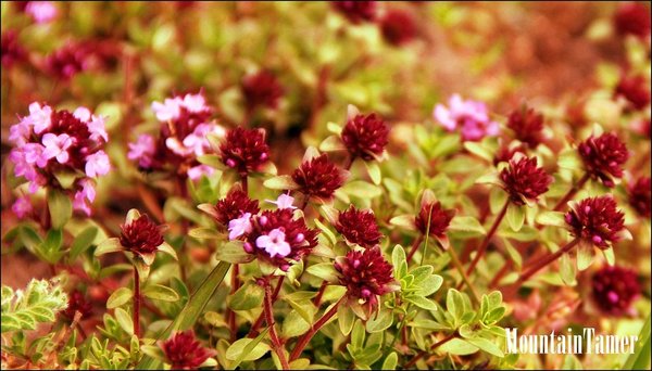 flowers.jpg