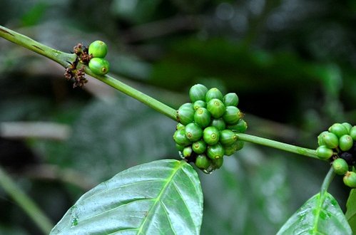 coffee seeds-e.jpg