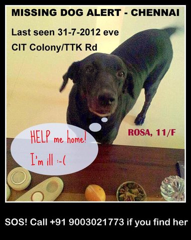chennai dog missing.jpg