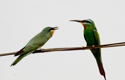 DSC_0042.JPG