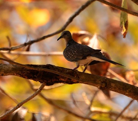 Name:  561913_2116445207411_301095918_n.jpg
Views: 220
Size:  46.5 KB